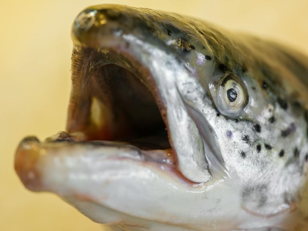 Potence de lit sur pied pliable : confort et sécurité